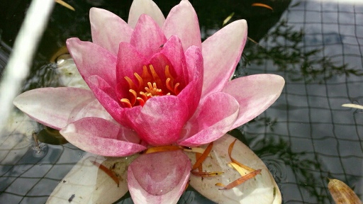 Wpis begonia
