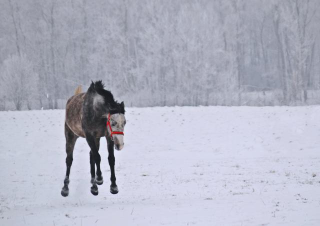 Wpis czterypodkowy