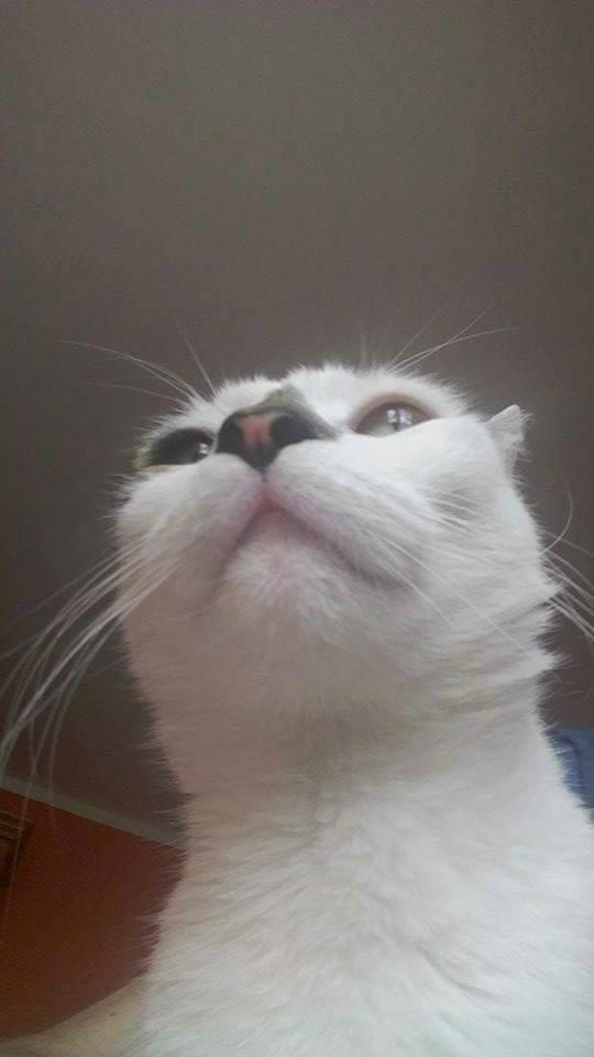 Wpis bubis