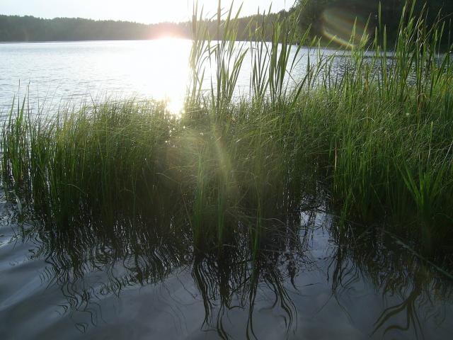 Wpis onisienka