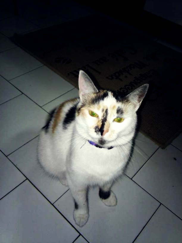Kote