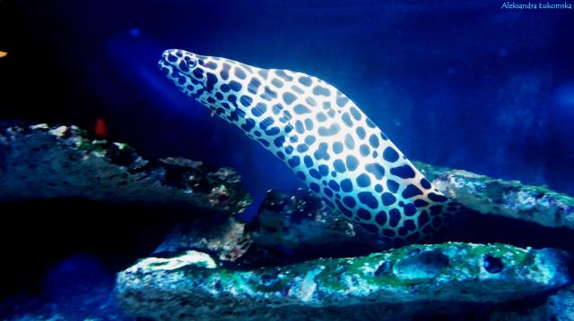 Moray eel