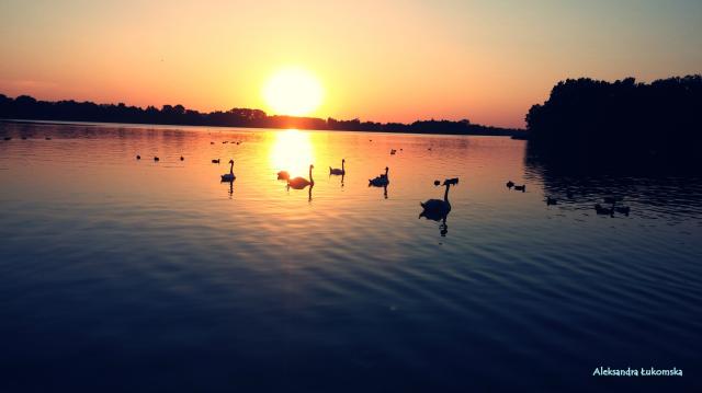 Swan 
