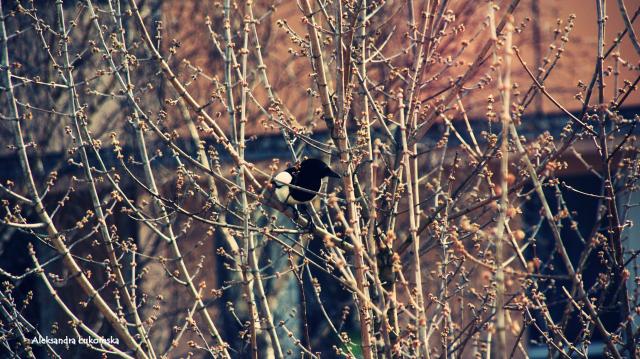 Eurasian magpie
