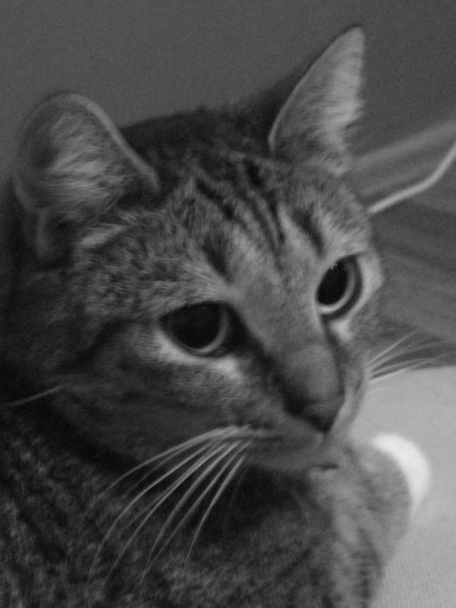 Kicia