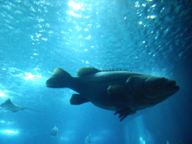 Lisbon Trip#Lisbon Oceanarium 