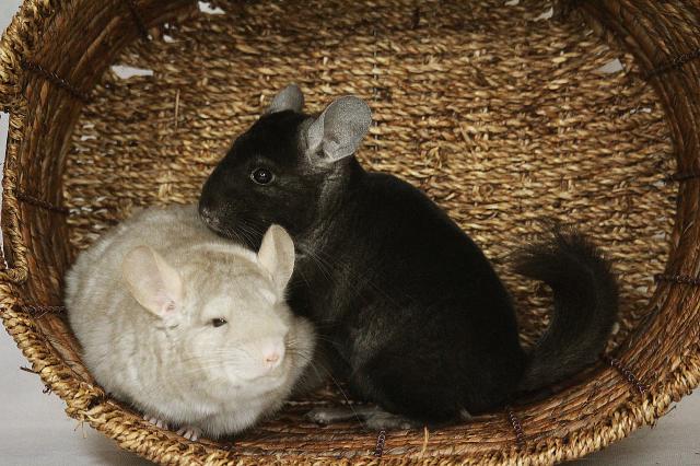 Minka i Rasel :)
