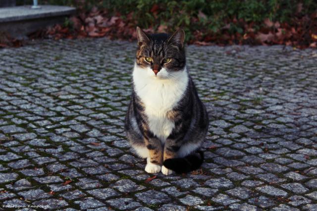 Wpis katarzynka1996