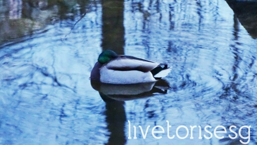 Wpis livetorisesg