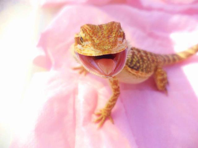 Happiness
