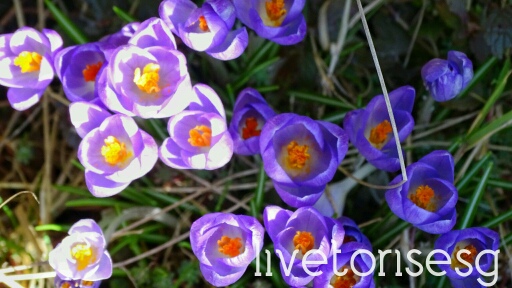Wpis livetorisesg