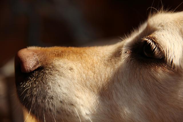 Wpis goldendogs