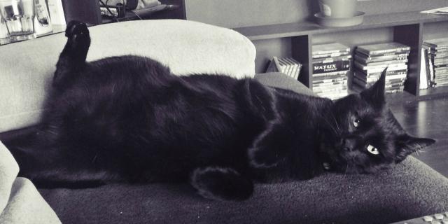 Bobo