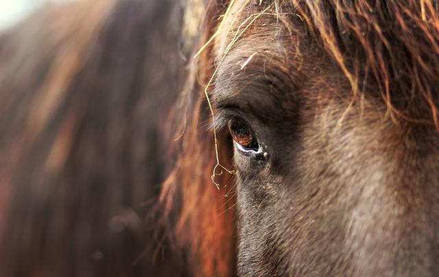 Horse's EYE