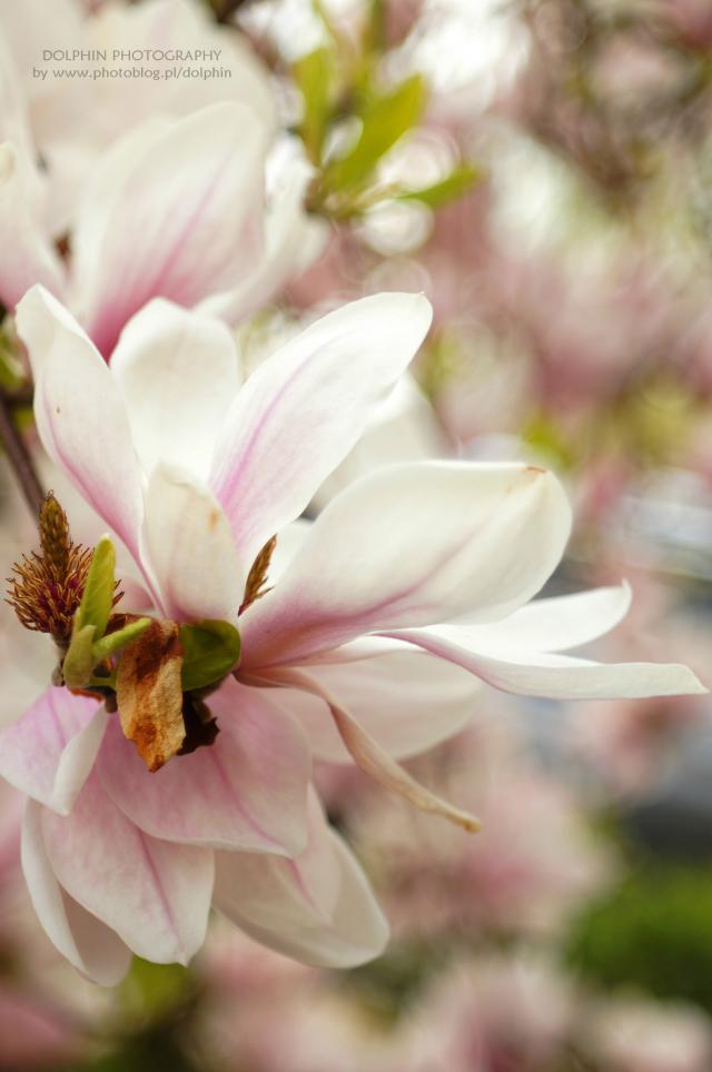 magnolia