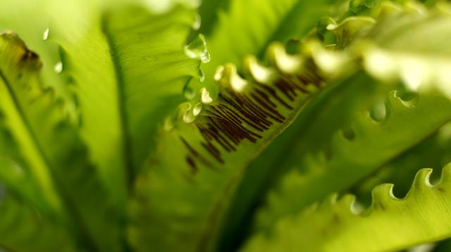 Asplenium