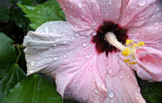 Hibiscus rosa - sinensis