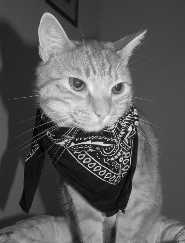 Gangsta Kiko