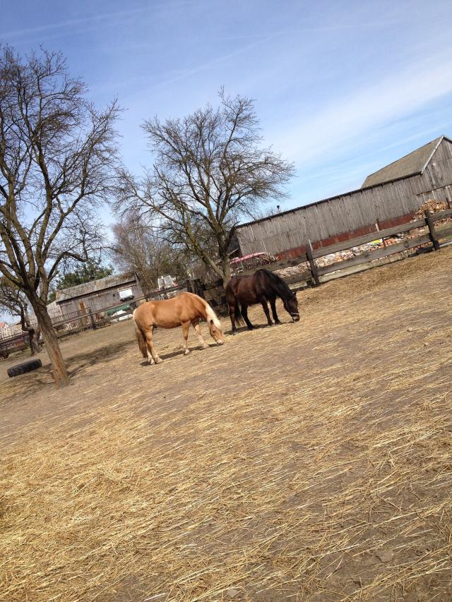 Wpis yeahmyloveofhorses
