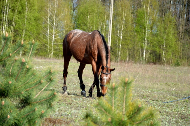 Wpis koniara0714