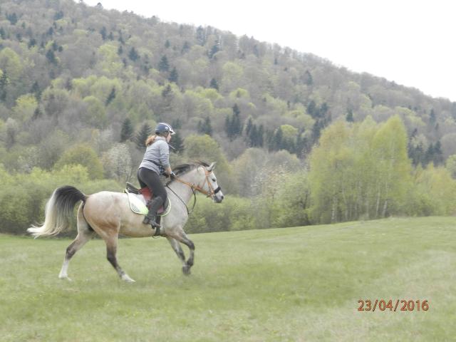 Wpis orlufia