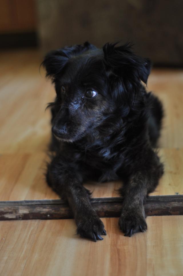 dog