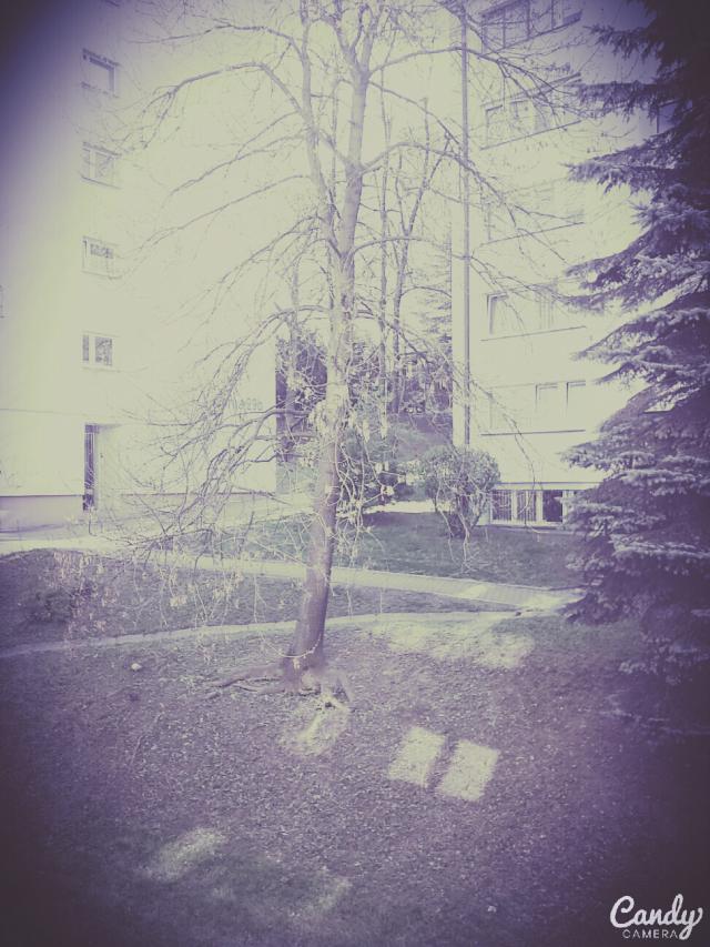 Popoudniowe rozmylania...