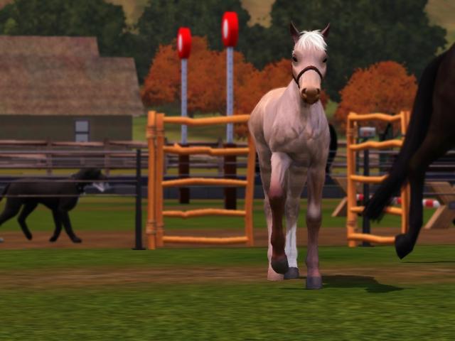 Cinnamon  horse.