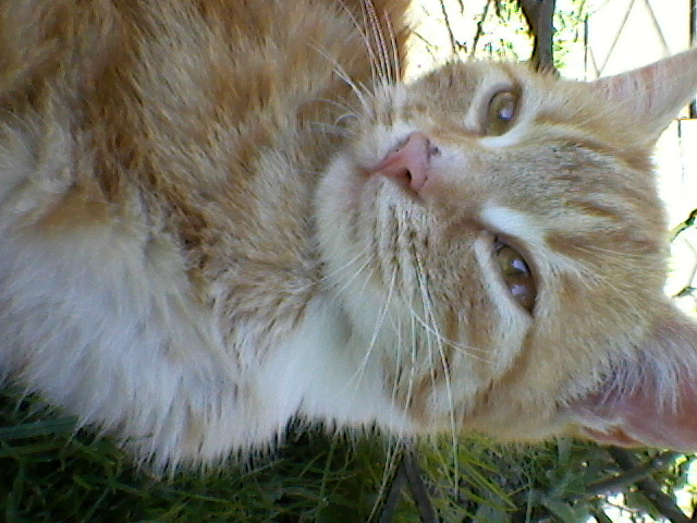 Wpis zlapzabron