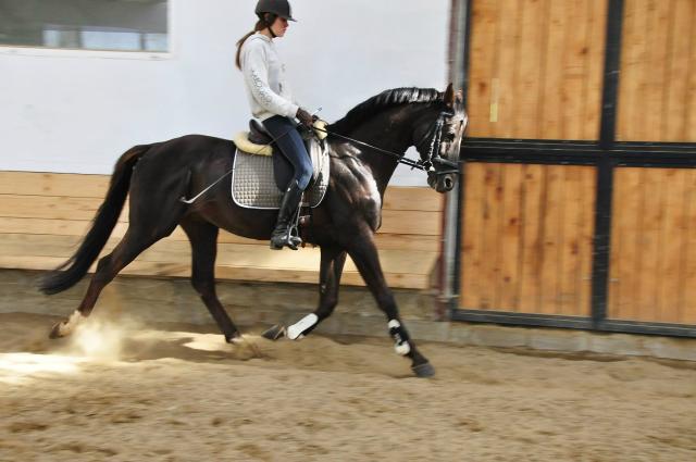 Wpis cocobolero