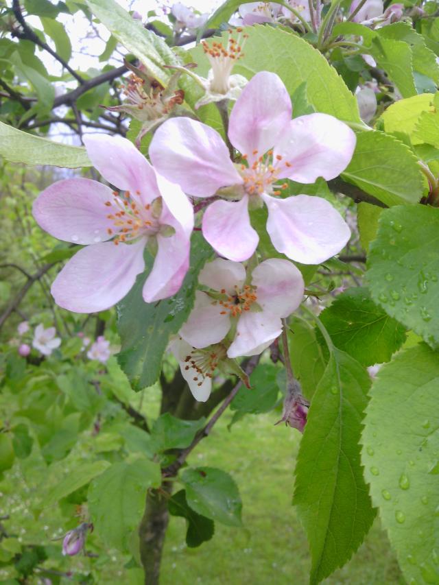 Apple  blossom :)