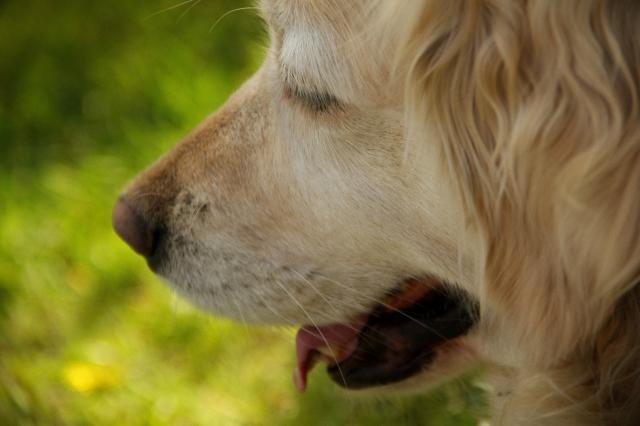 Wpis goldendogs