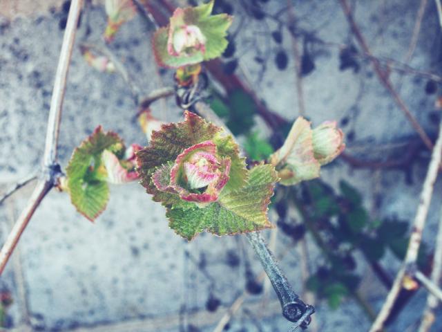 Hello Spring &#9829; 