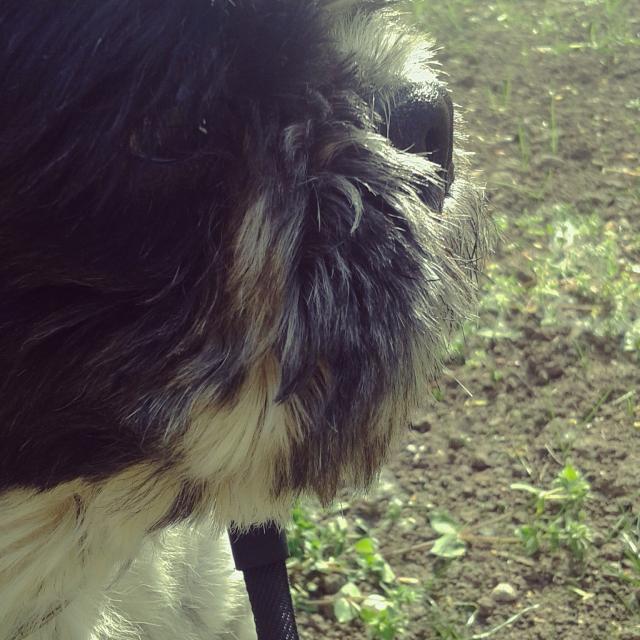 Wpis annabelledog