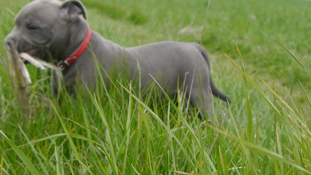 Staffordshire Bullterrier SUNIA