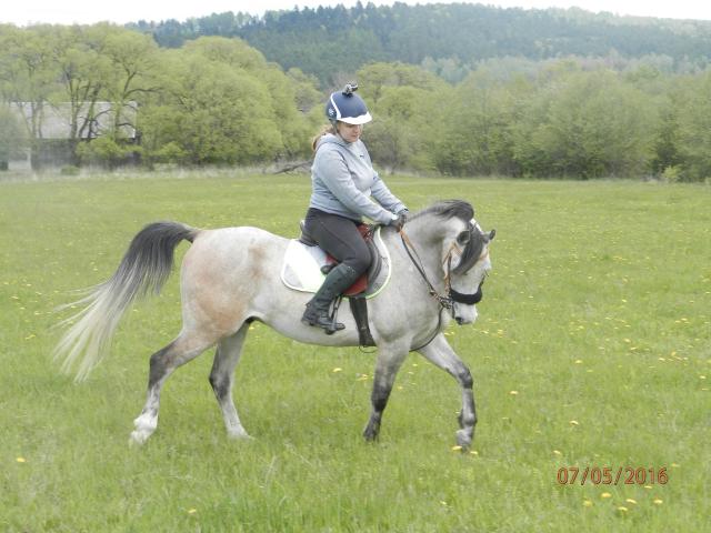 Wpis orlufia