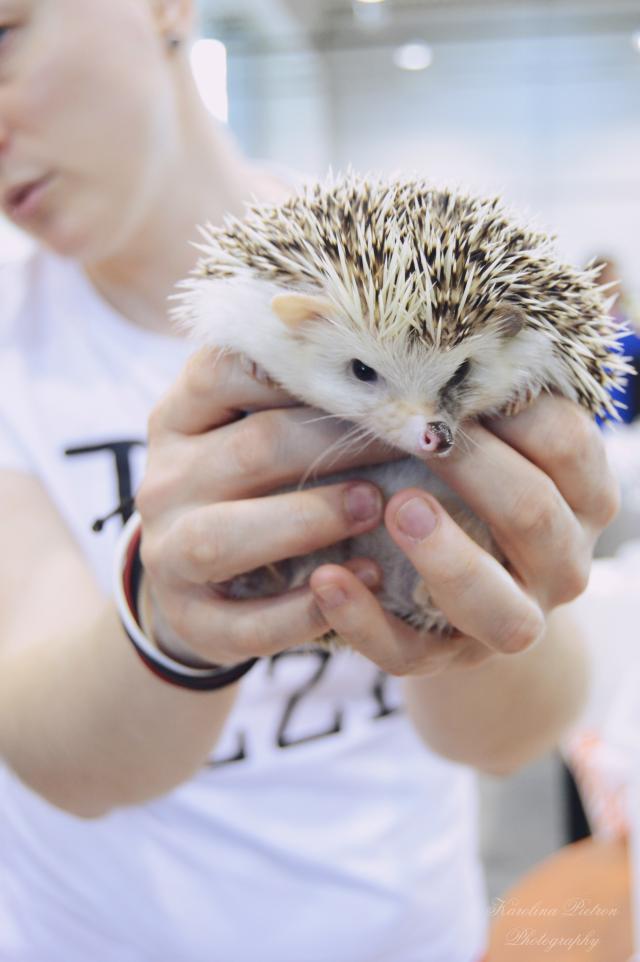 42. Hedgehog