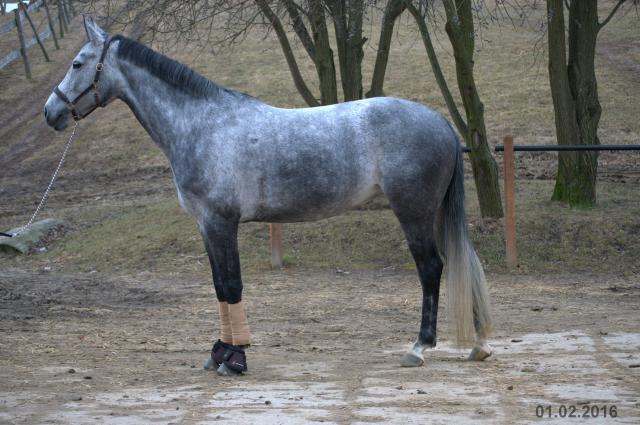 Wpis cocobolero