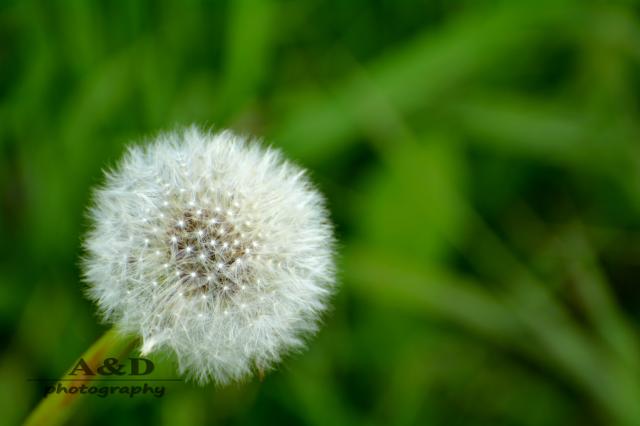 Wpis aidphotography