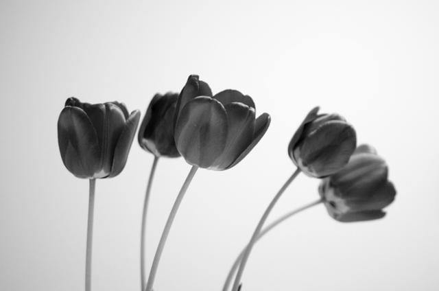 Tulipanki