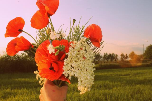 summer_red_flowers 