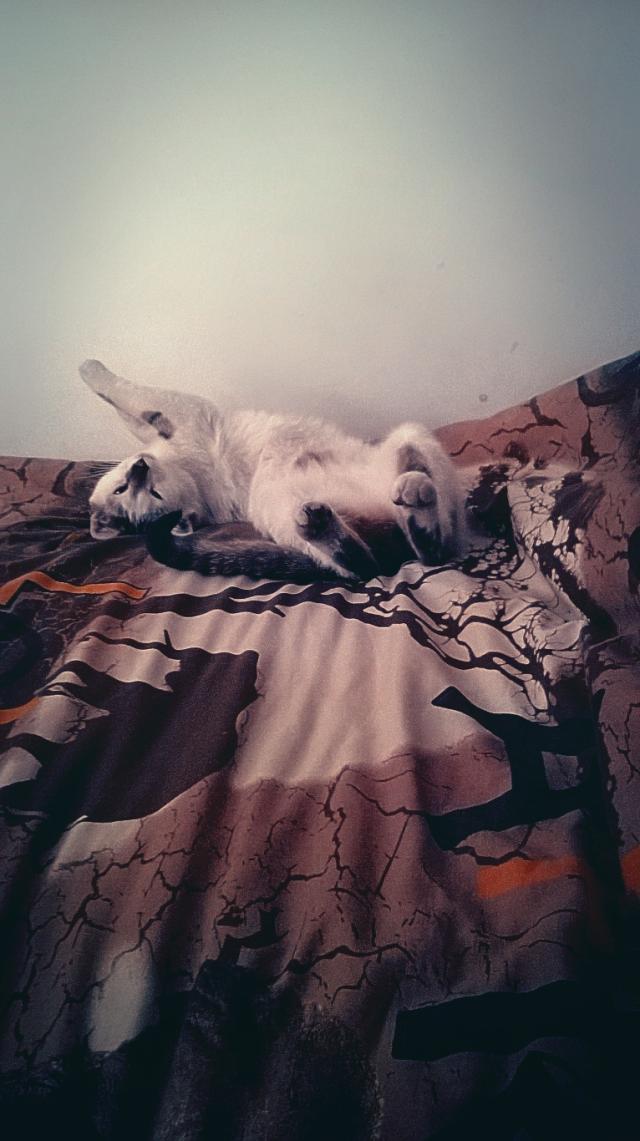 Kotek.