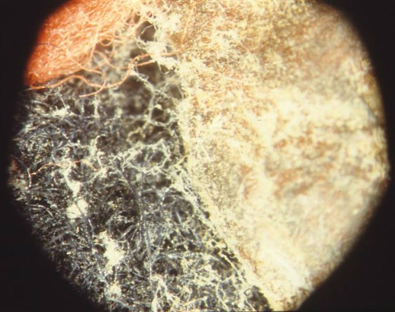 everything with mold