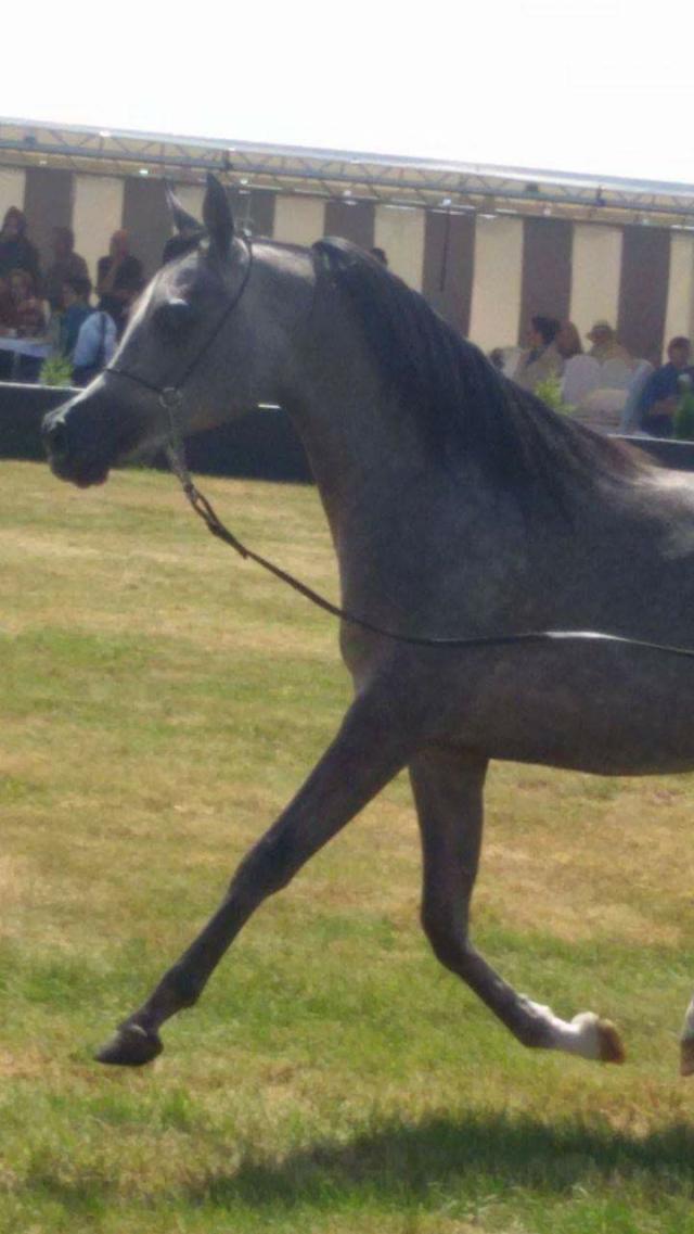 Koniee