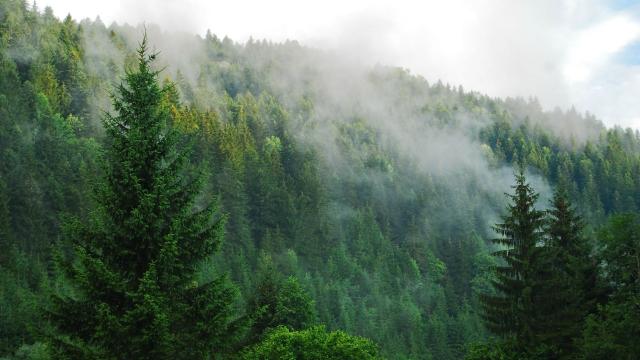 fog + forest