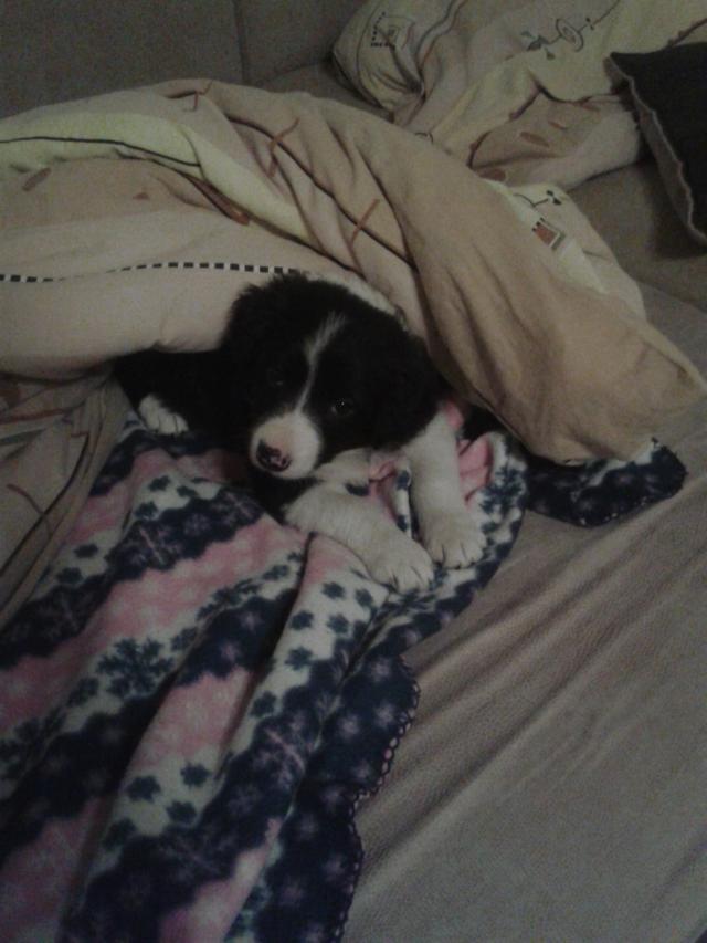 Collie 
