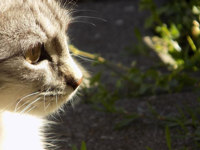 My cat
