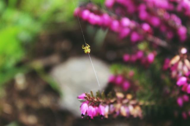 green spider