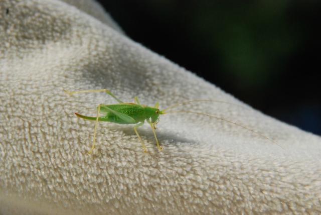 Nadrzewek dugoskrzydy