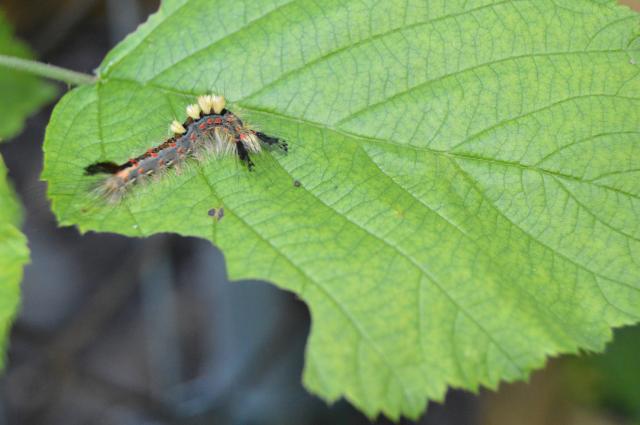 Wpis entomology